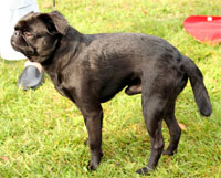 a well breed Brussels Griffon dog